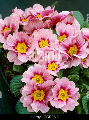 Primula vulgaris - `Dreamer'   ANN053585 Stock Photo
